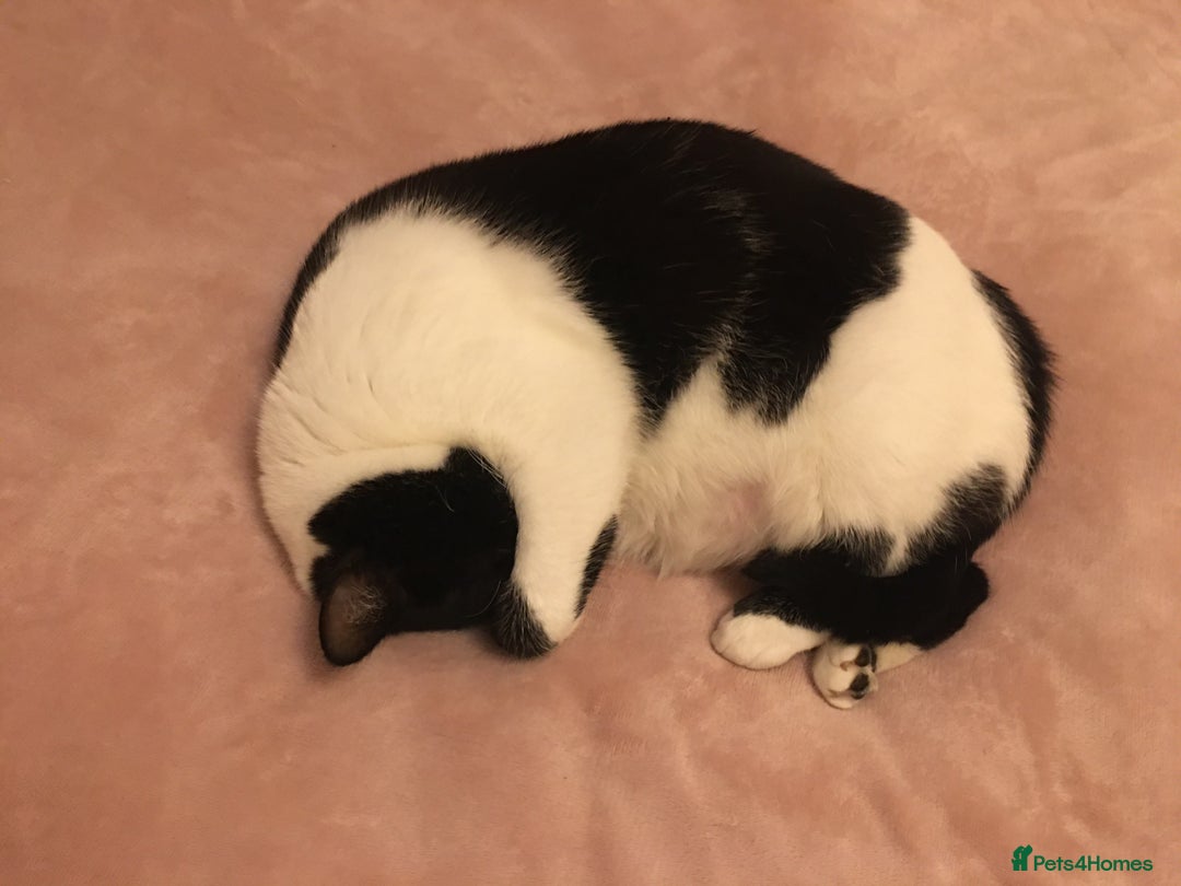 Domestic Shorthair cats for sale: 2 black & white sisters  - Advert 3