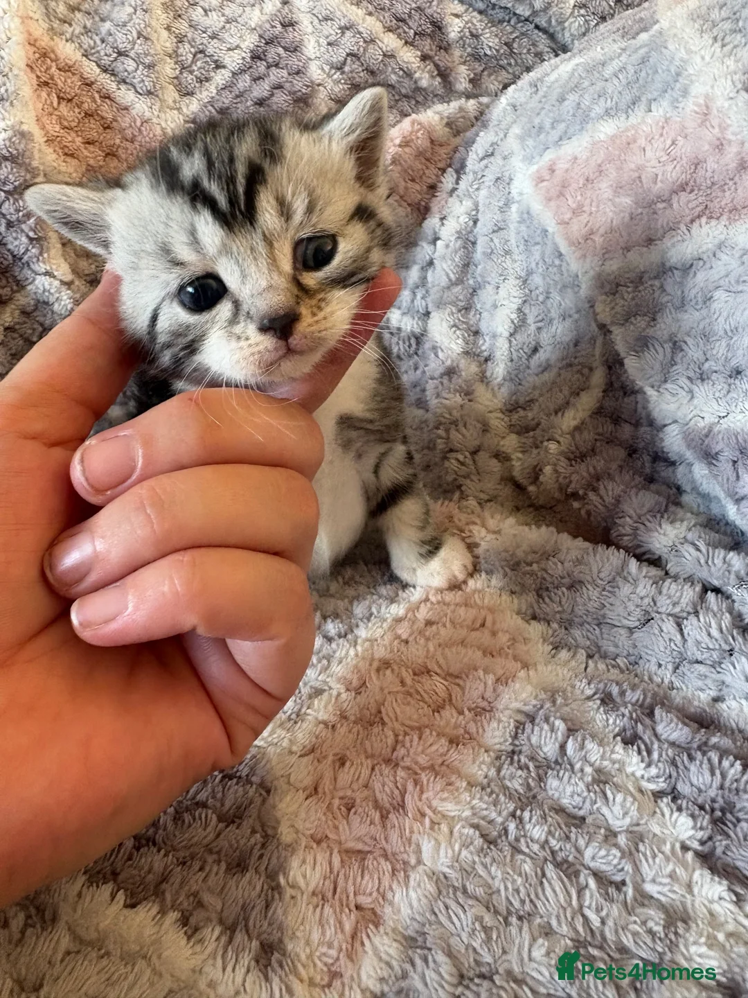 British Shorthair cats for sale: Silver Tabby BSH Cross Kittens - Advert 2