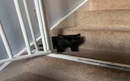 Korat cats for sale: 4 Adorable Kittens  in Eye - Image 9