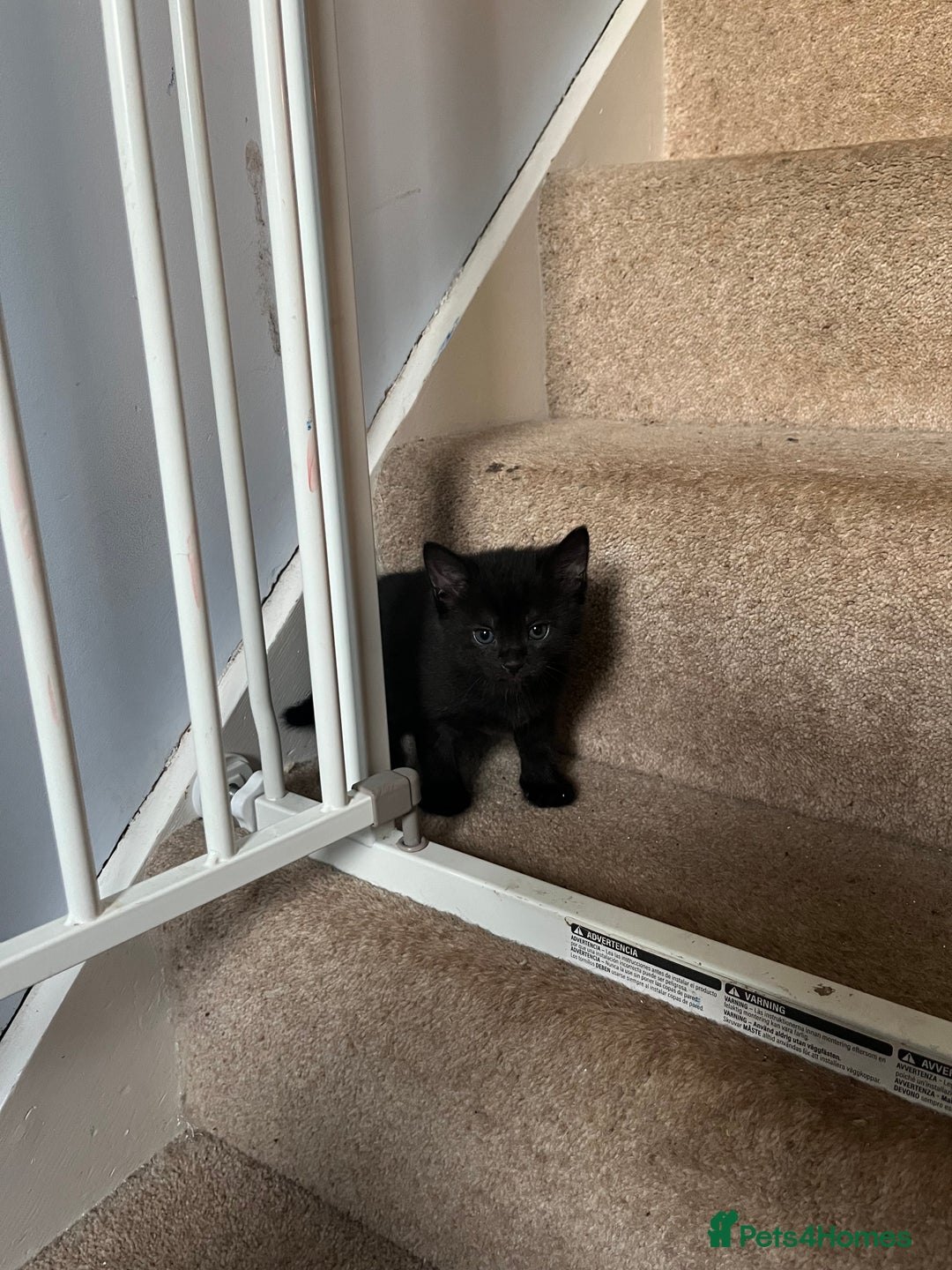 Korat cats for sale: 4 Adorable Kittens  in Eye - Image 9