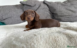 Miniature Dachshund dogs for sale:   🐾READY NOW🐾 | ONLY 1 BOY LEFT - Image 3