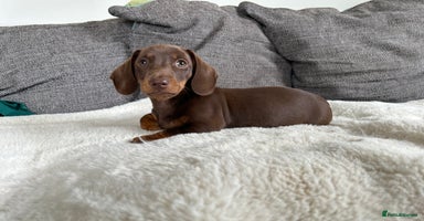 Miniature Dachshund dogs - Advert 11