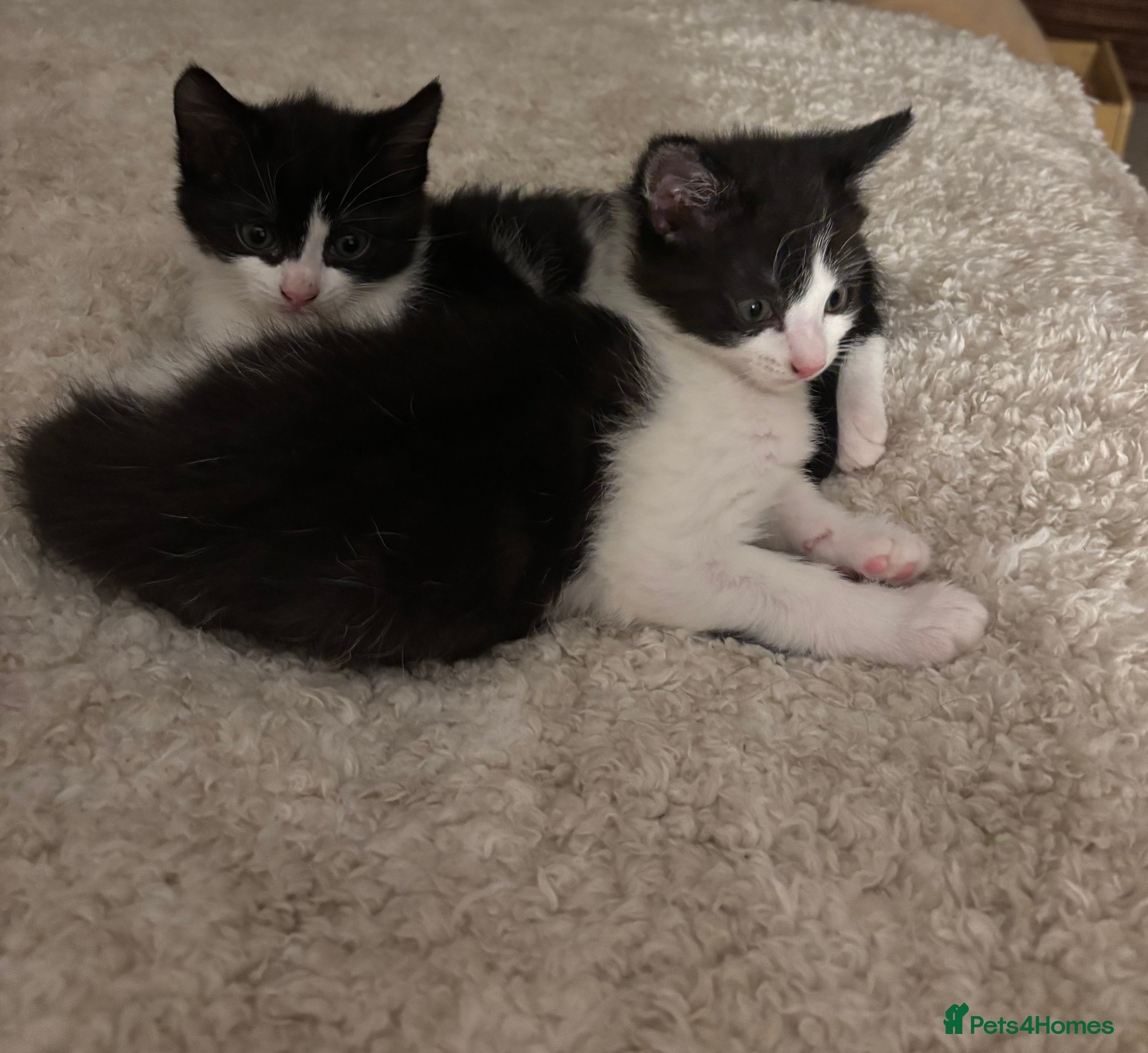 Mixed Breed cats Beautiful black & white kittens - Advert 1