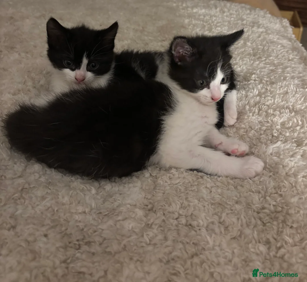 Mixed Breed cats for sale: Beautiful black & white kittens - Advert 1