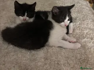 Mixed Breed cats Beautiful black & white kittens - Advert 1