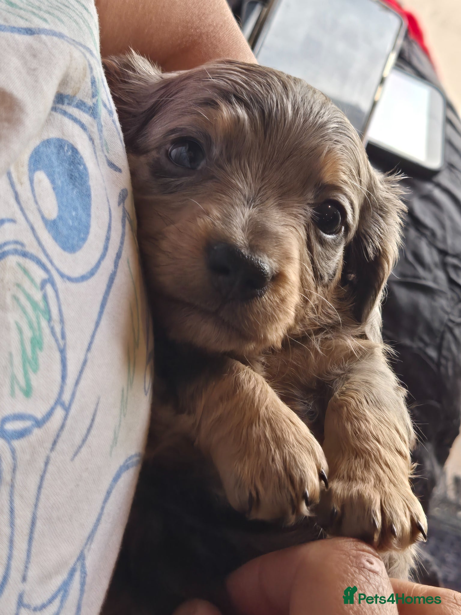 Dachshund Puppy 4
