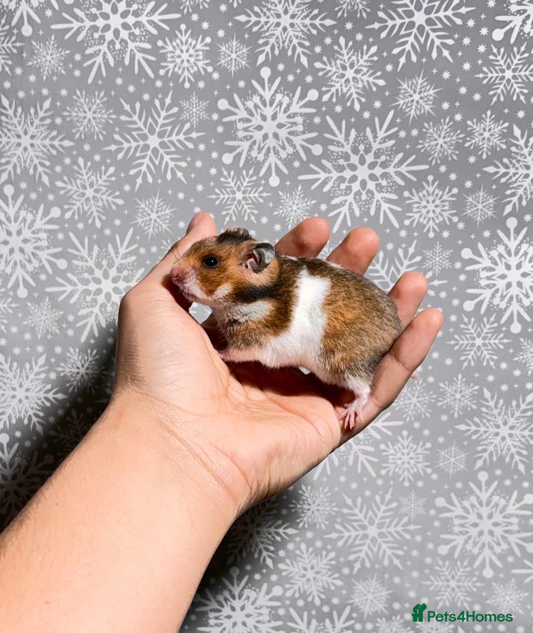 Hamster rodents for sale: STUNNING TAME PEDIGREE SYRIAN HAMSTERS - Advert 11