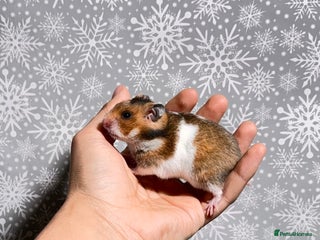 Hamster rodents STUNNING TAME PEDIGREE SYRIAN HAMSTERS - Advert 8