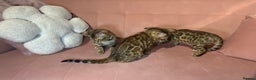 Bengal cats for sale: Bengal kittens TICA ready to leave NOW♥️🐈 - Advert 7