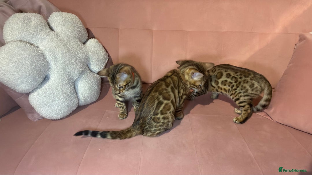 Bengal cats for sale: Bengal kittens TICA ready to leave NOW♥️🐈 - Advert 7