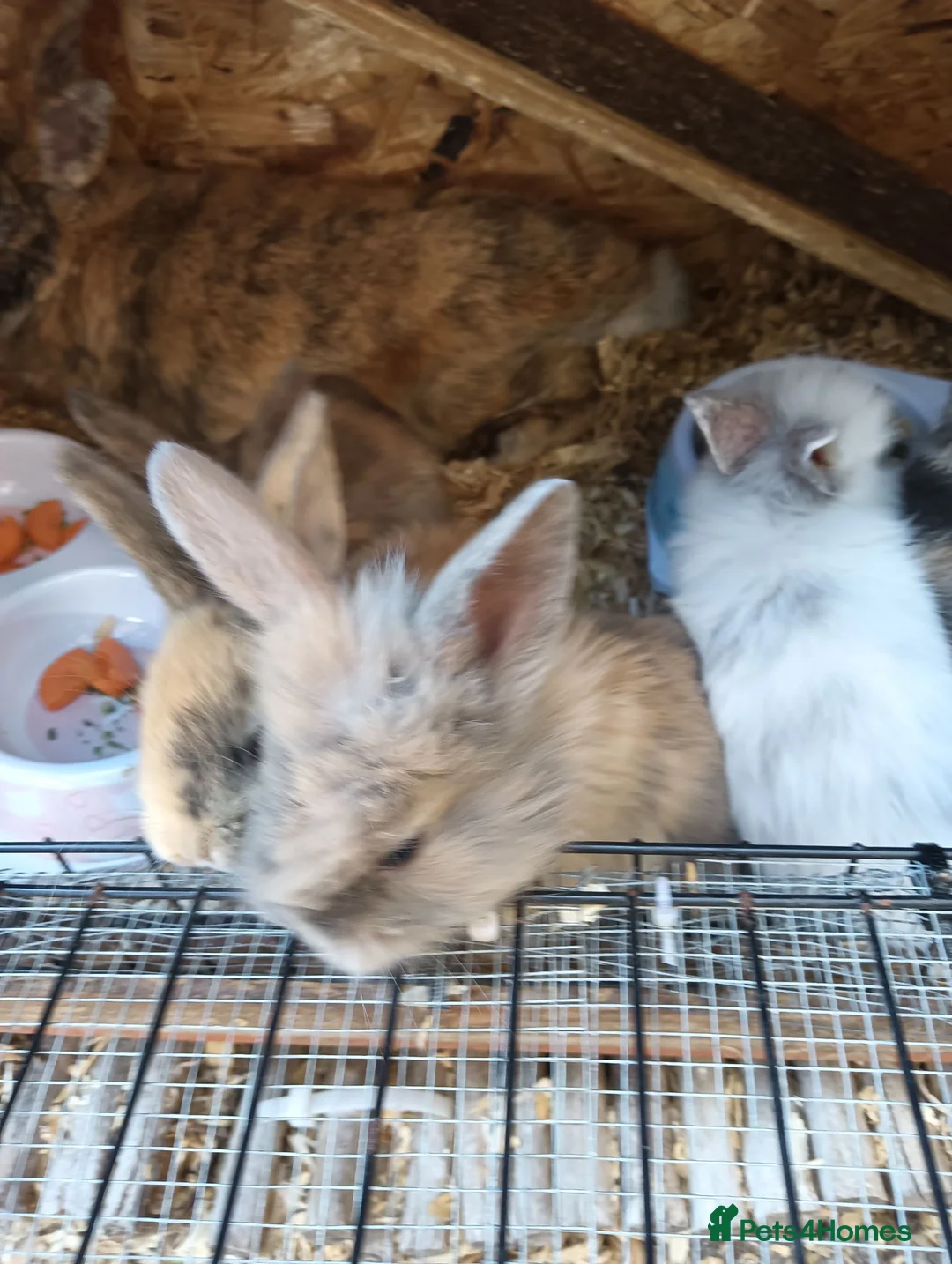 Mixed Breed rabbits for sale: Baby rabbits  - Advert 2