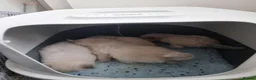 Ragdoll cats for sale: 4 Beautiful Ragdoll Kittens 🐯🌷🐯🪻🐯 - Advert 6