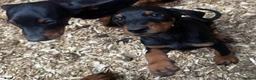 Dobermann dogs for sale: Gorgeous Doberman Puppies  - Advert 3
