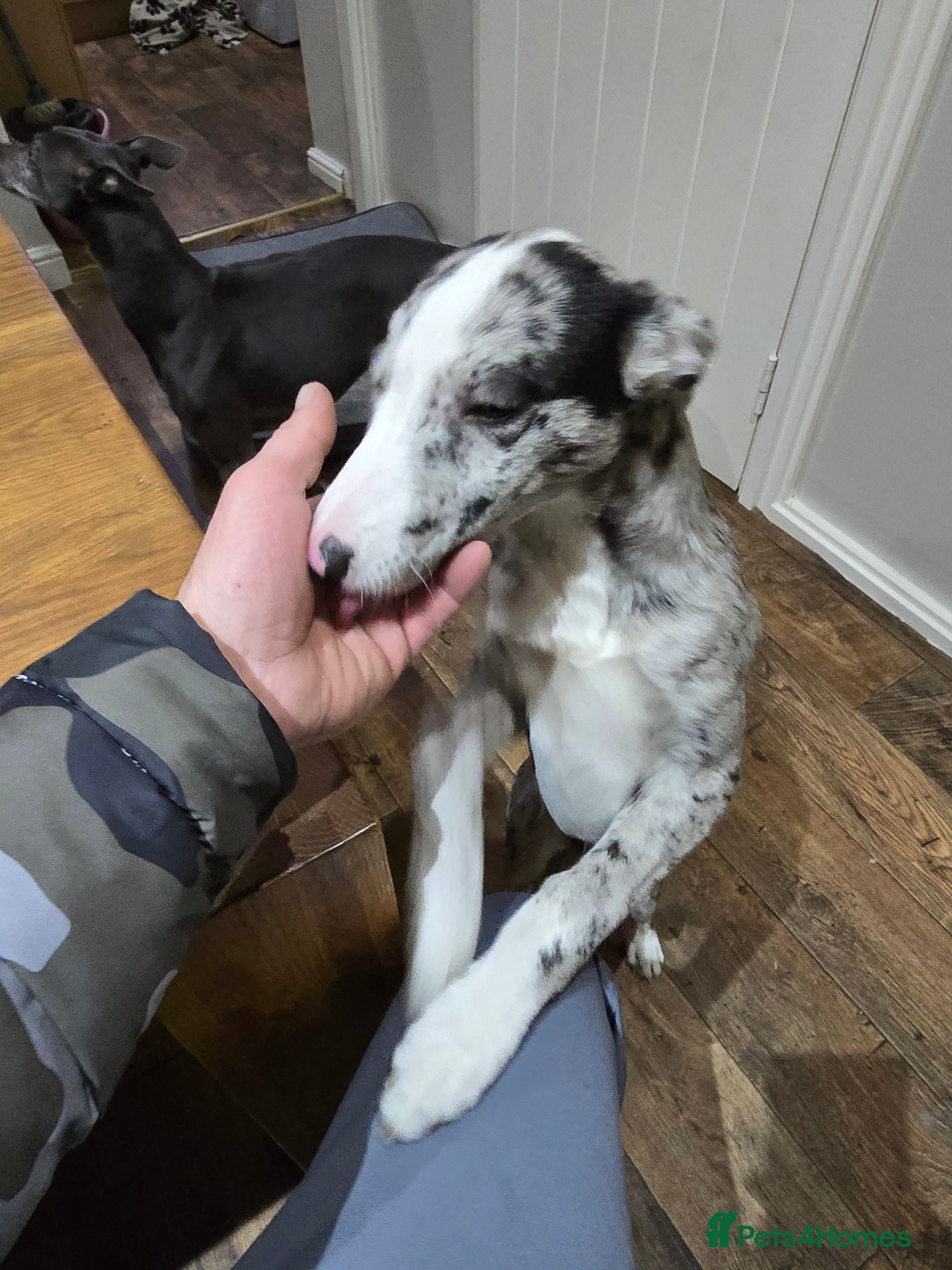 Mixed Breed dogs Collie whippet  - Advert 1