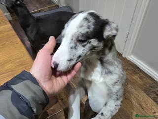 Mixed Breed dogs Collie whippet - Advert 3