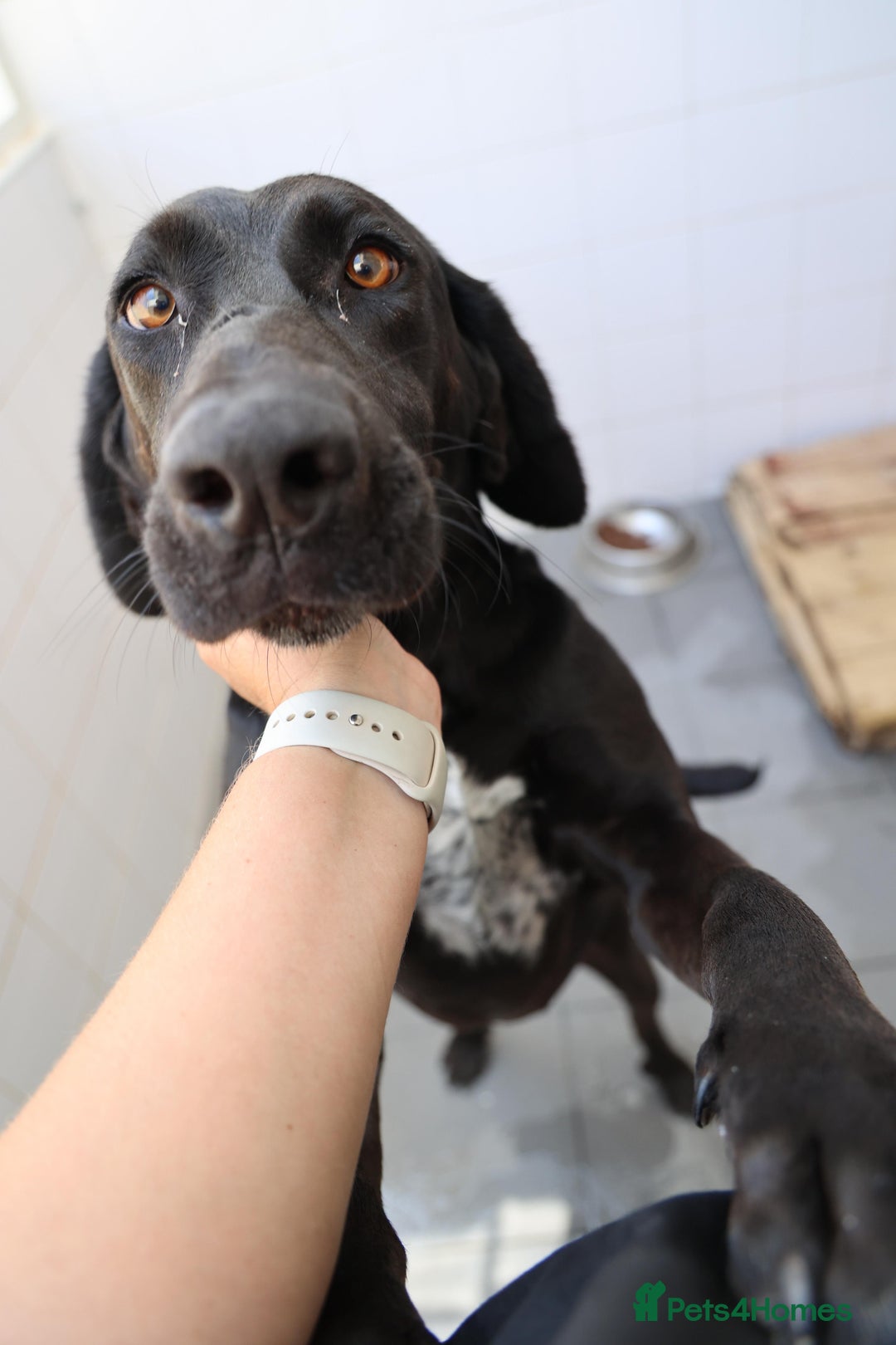 Mixed Breed dogs for adoption: Adorable Angus - Image 5