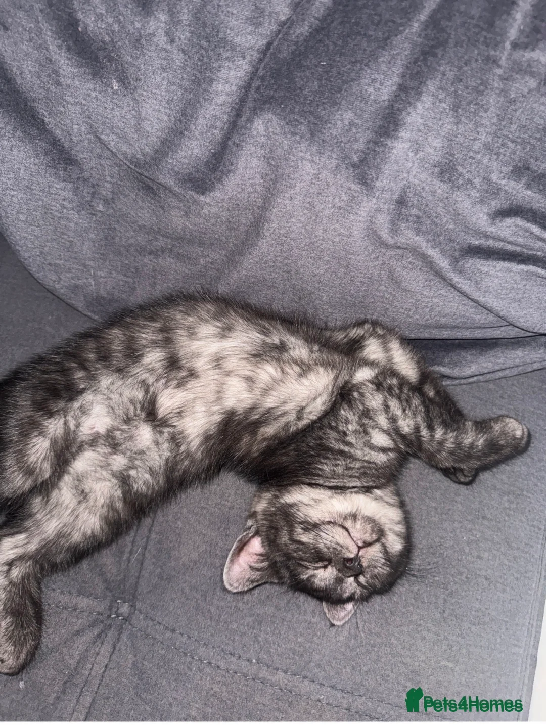 British Shorthair cats for sale: Cutest bsh babies 🤍🦋🤍  - Advert 2