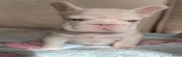 French Bulldog dogs for sale: Stunning Frenchie Boy - Advert 5