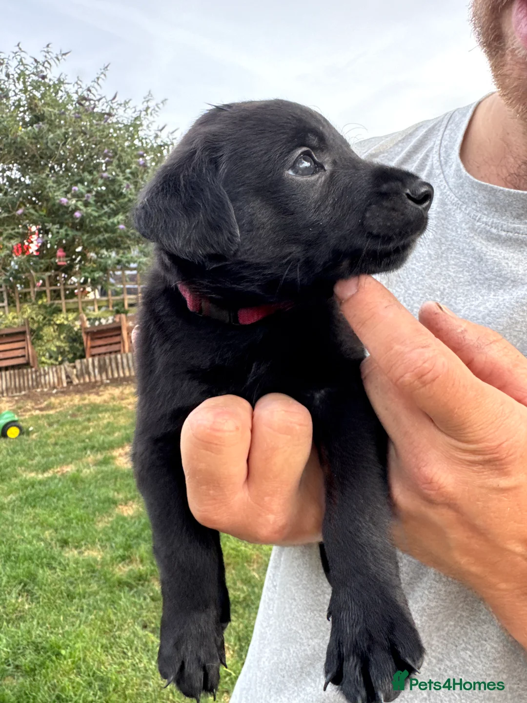 Labrador Retriever dogs for sale: KC Reg Health Tested Labrador Pups - Advert 15