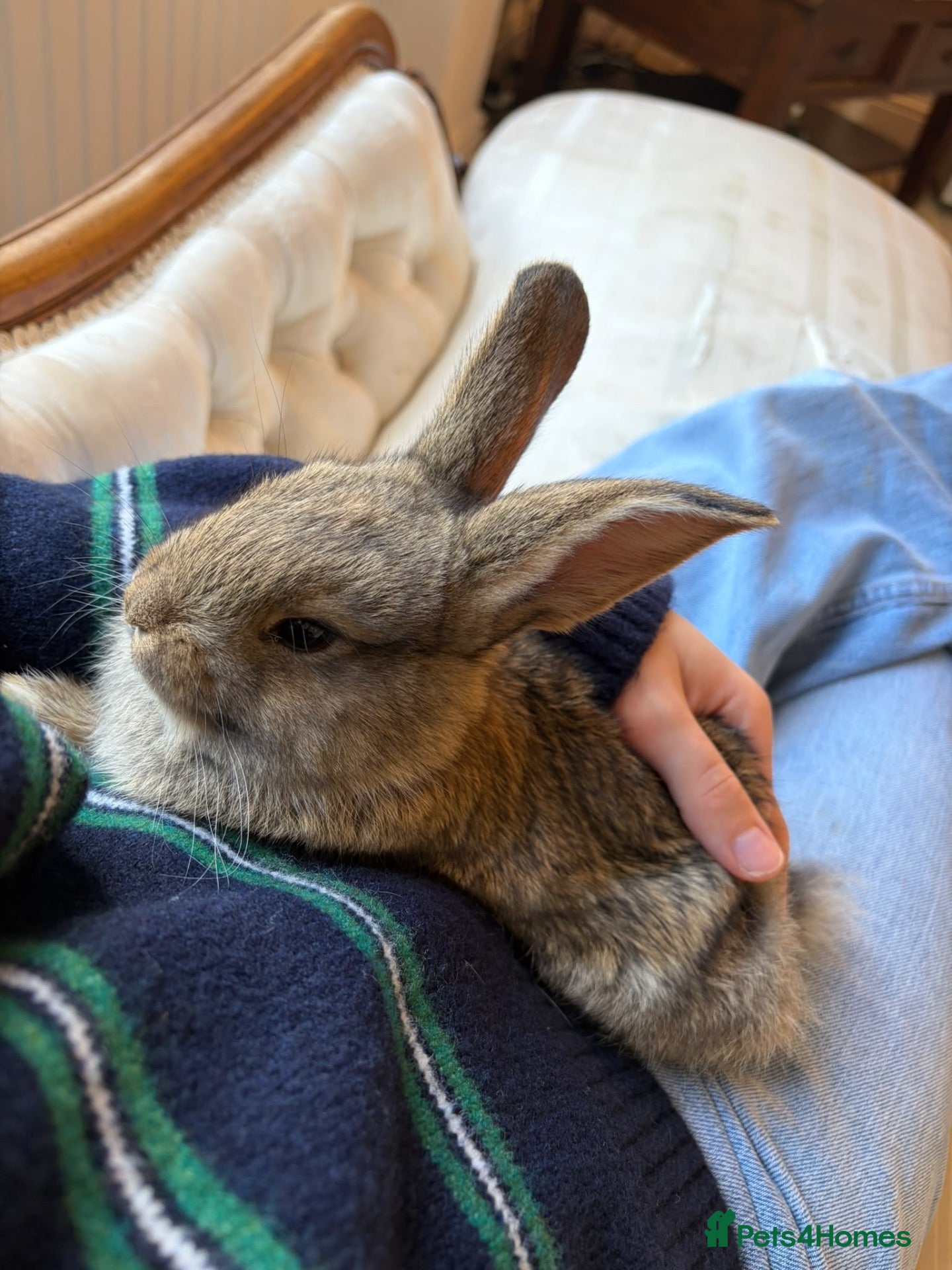 Continental Giant rabbits 🐰 Beautiful Pure-Bred Continental Giant Rabbits - Advert 2