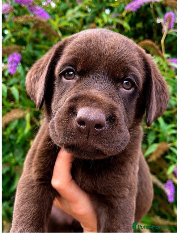 Labrador Retriever dogs 5 ⭐️ KC, VET checked, CHOCOLATE LABRADORS - Advert 1