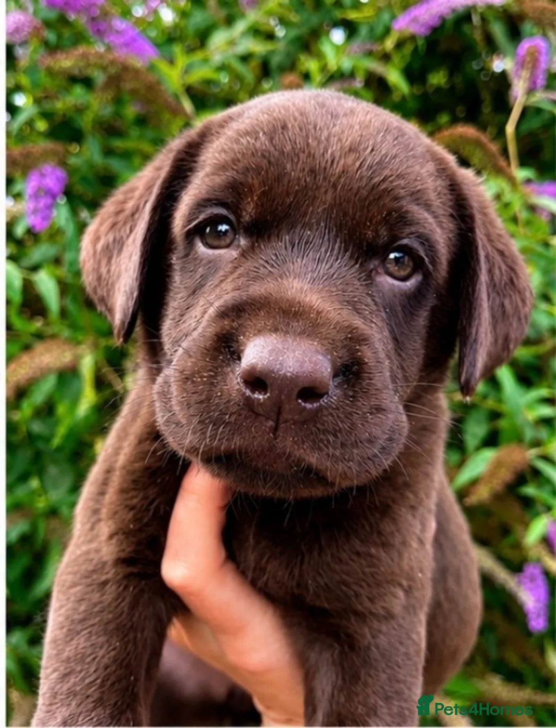 Labrador Retriever dogs for sale: 5 ⭐️ KC, VET checked, CHOCOLATE LABRADORS - Advert 1