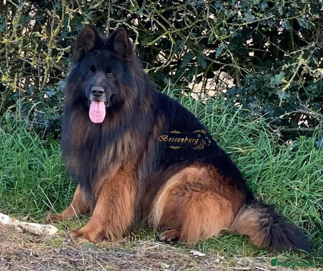 German Shepherd dogs for sale: ( Kc ) Handsome Boy with a Unique pedigree  - Advert 10