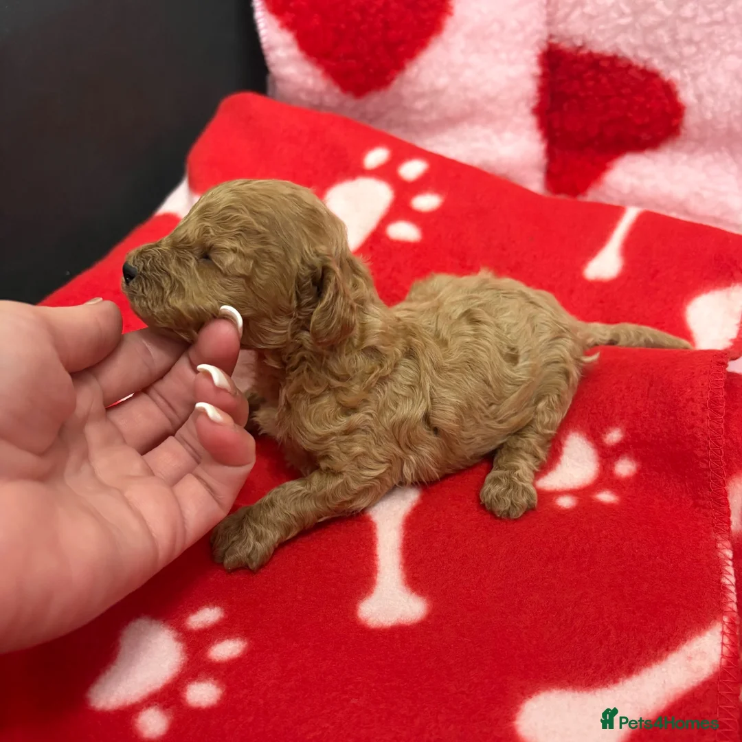 Miniature Poodle dogs for sale: KC Reg Miniature Poodles Puppies  - Advert 24