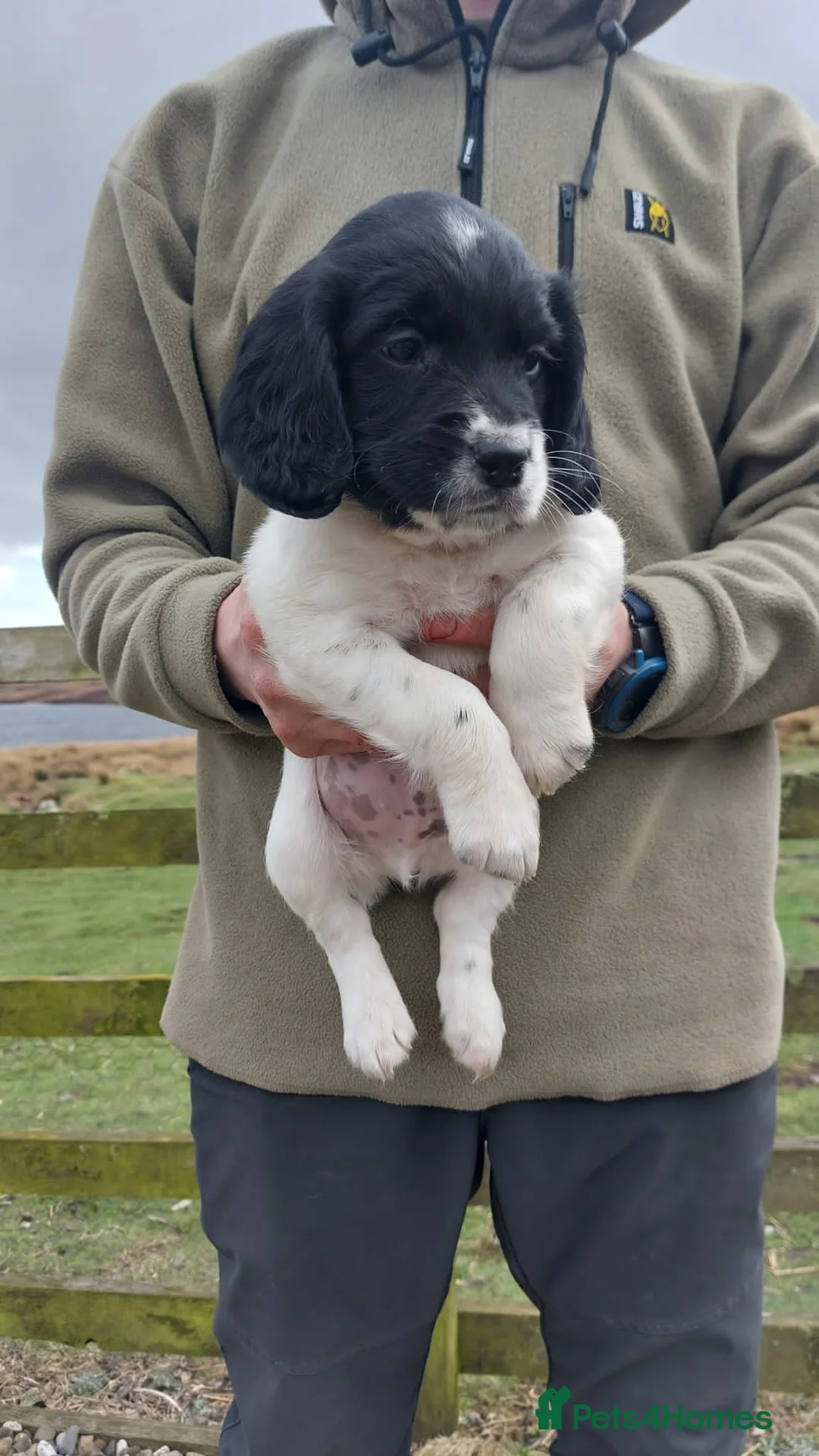 Sprocker dogs for sale: Sprocker Girls ready 1 week in Consett - Advert 2