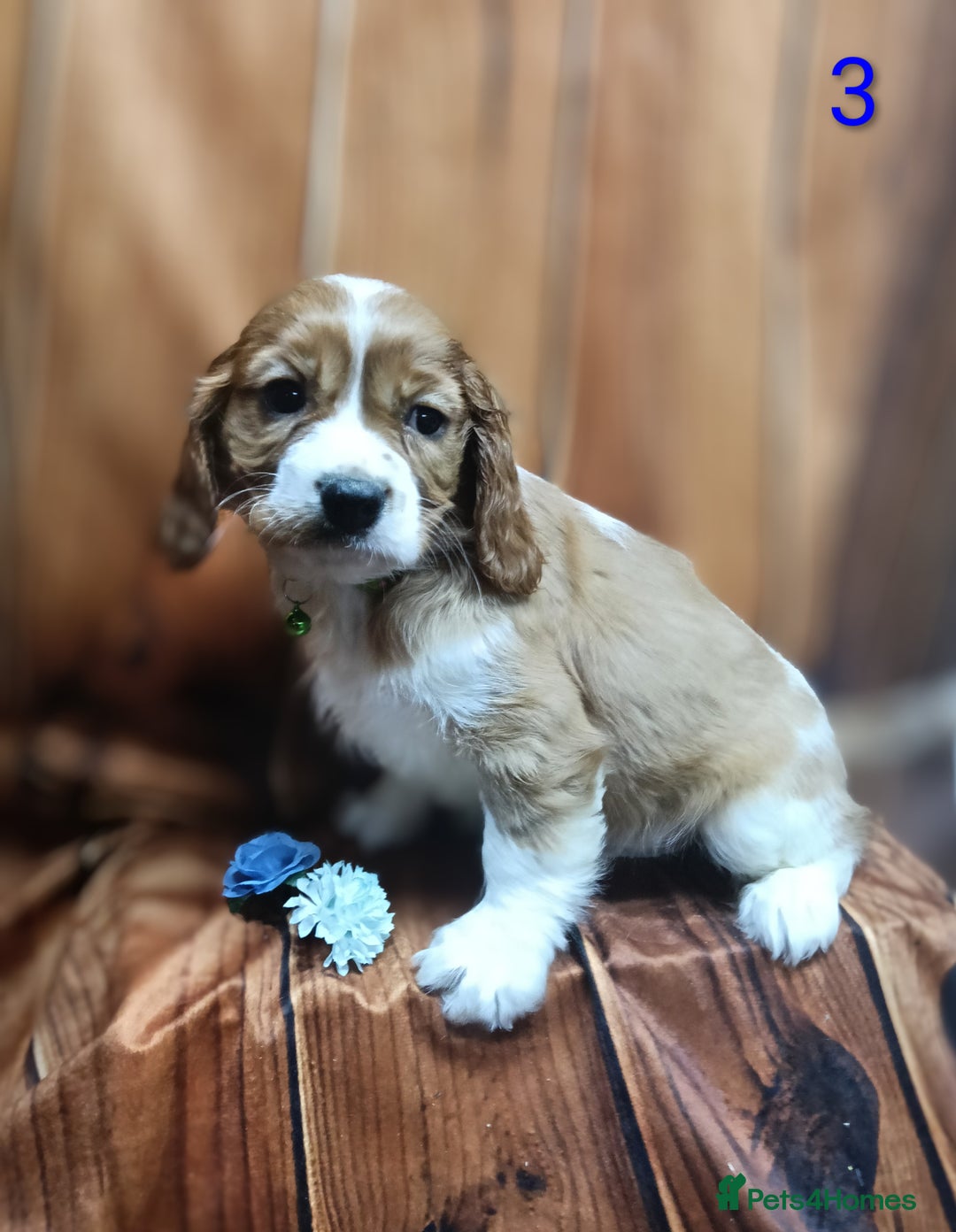 Cavalier King Charles Spaniel dogs for sale: Adorable Cavalier King Charles Spaniel Boys - Advert 5