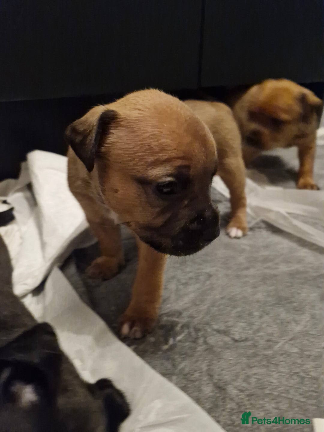 Mixed Breed dogs for sale: Staffie bullweiler puppies  - Image 14
