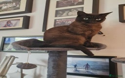Tonkinese cats for sale: Beautiful Tonkinese Boy - Cappuccino - Image 5