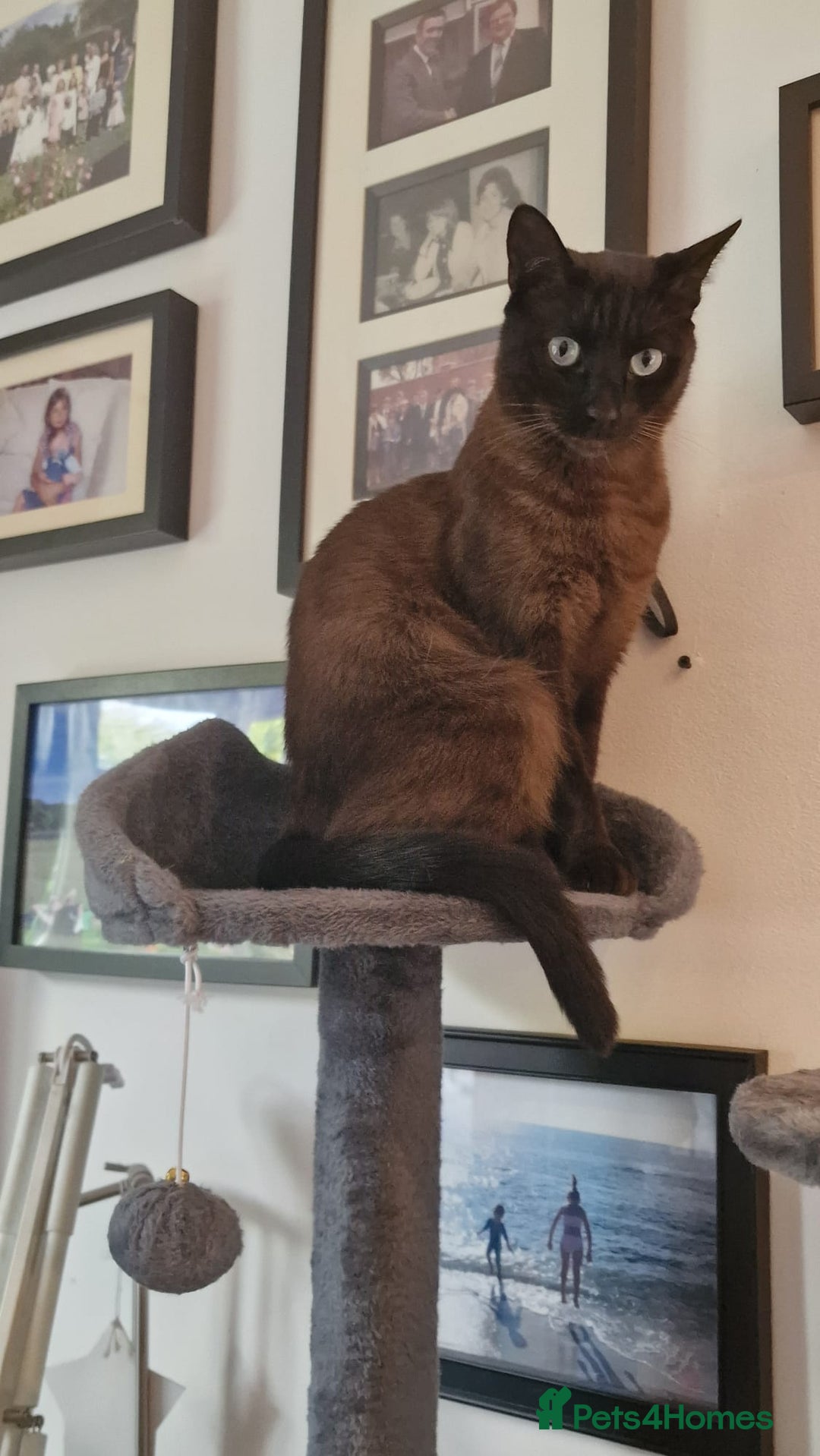Tonkinese cats for sale: Beautiful Tonkinese Boy - Cappuccino - Image 5