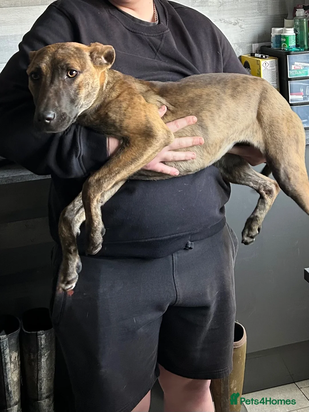 Mixed Breed dogs for sale: 10 month old Dutch shepherd cross bully in Cheltenham - Advert 2