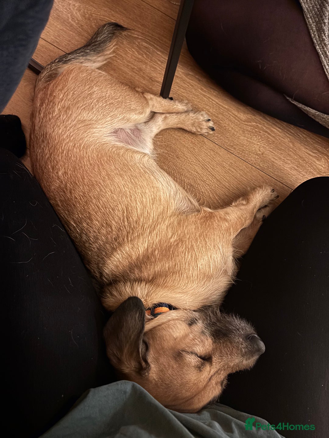 Mixed Breed dogs for sale: Dachshund X Shih Tzu male - Advert 2