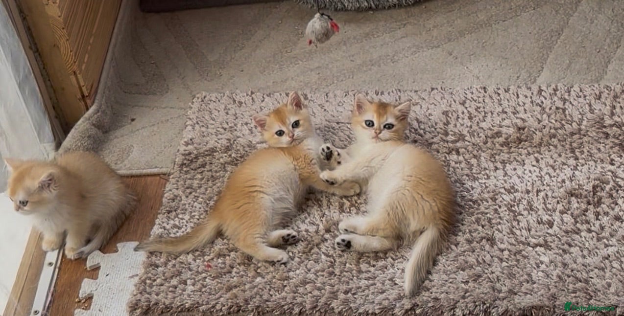 British Shorthair cats Gorgeous GCCF registered British shorthair Gold. - Advert 1