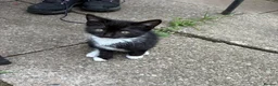 Mixed Breed cats for sale: KITTENS.    - Advert 2