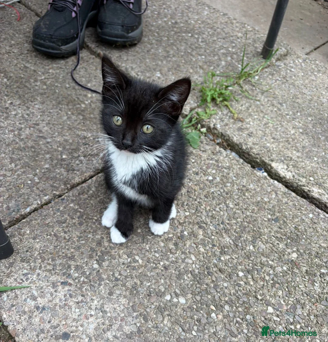 Mixed Breed cats for sale: KITTENS.    - Advert 2