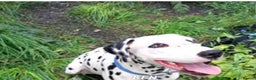 Dalmatian dogs for sale: 2 year old male looking for home £200 ml2 area  - Advert 1