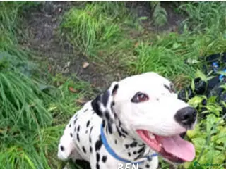 Dalmatian dogs 2 year old male looking for home £200 ml2 area - Advert 10
