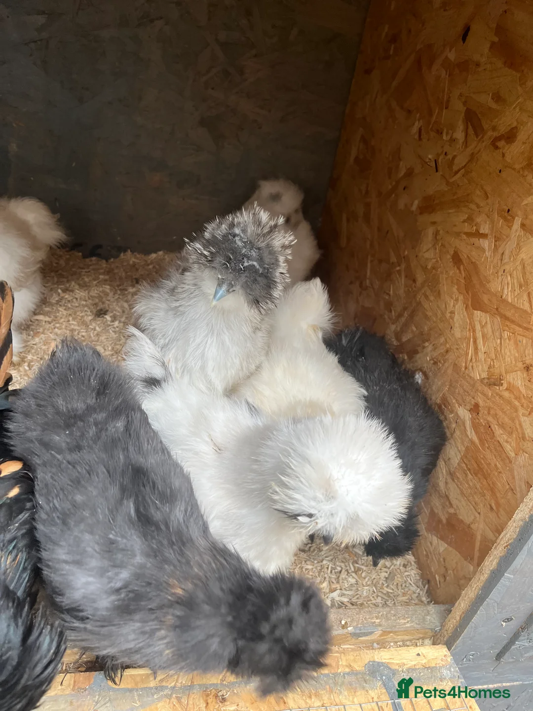 Chickens poultry for sale: Chicks, pullets, cockerels  - Advert 26