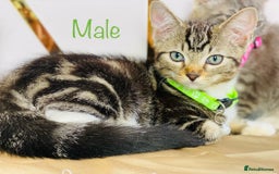 Ragdoll cats for sale: Ragdoll x tabby mix - Image 2