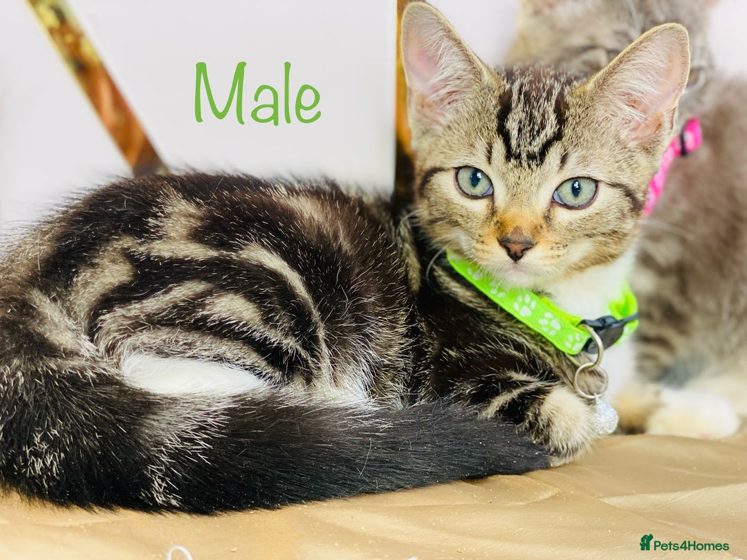 Ragdoll cats for sale: Ragdoll x tabby mix - Image 2