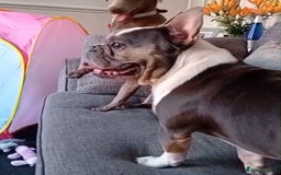 French Bulldog dogs for sale: 2 French Bull Dogs looking for a forever home  - Image 4