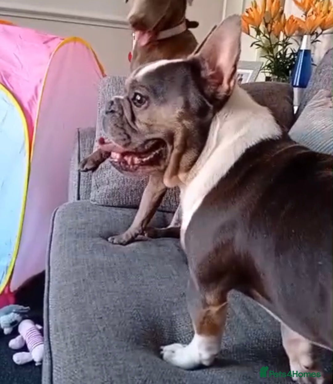 French Bulldog dogs for sale: 2 French Bull Dogs looking for a forever home  - Image 4
