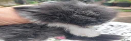Angora rabbits for sale: TEDDYWIDDER BABIES  - Advert 2