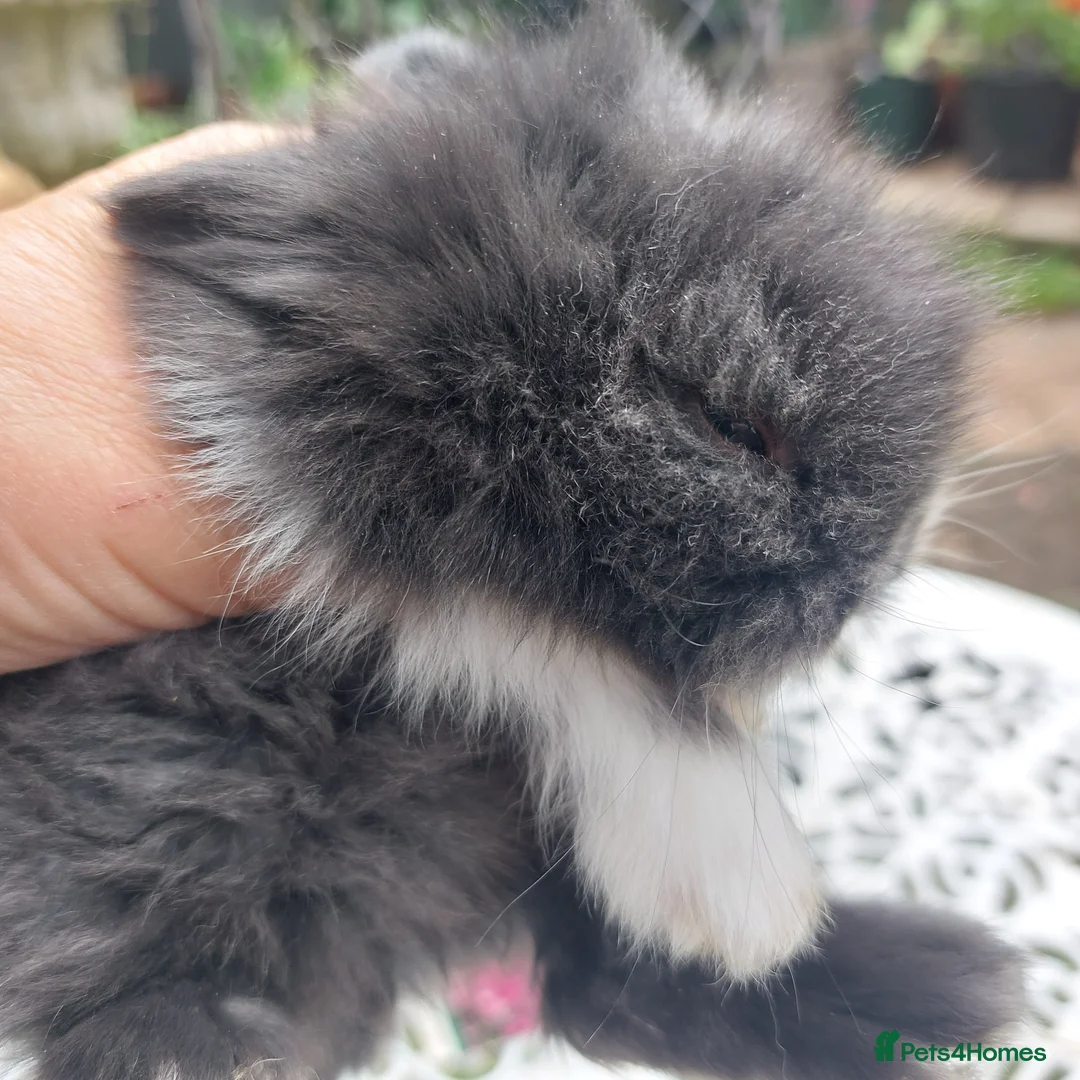 Angora rabbits for sale: TEDDYWIDDER BABIES  - Advert 2
