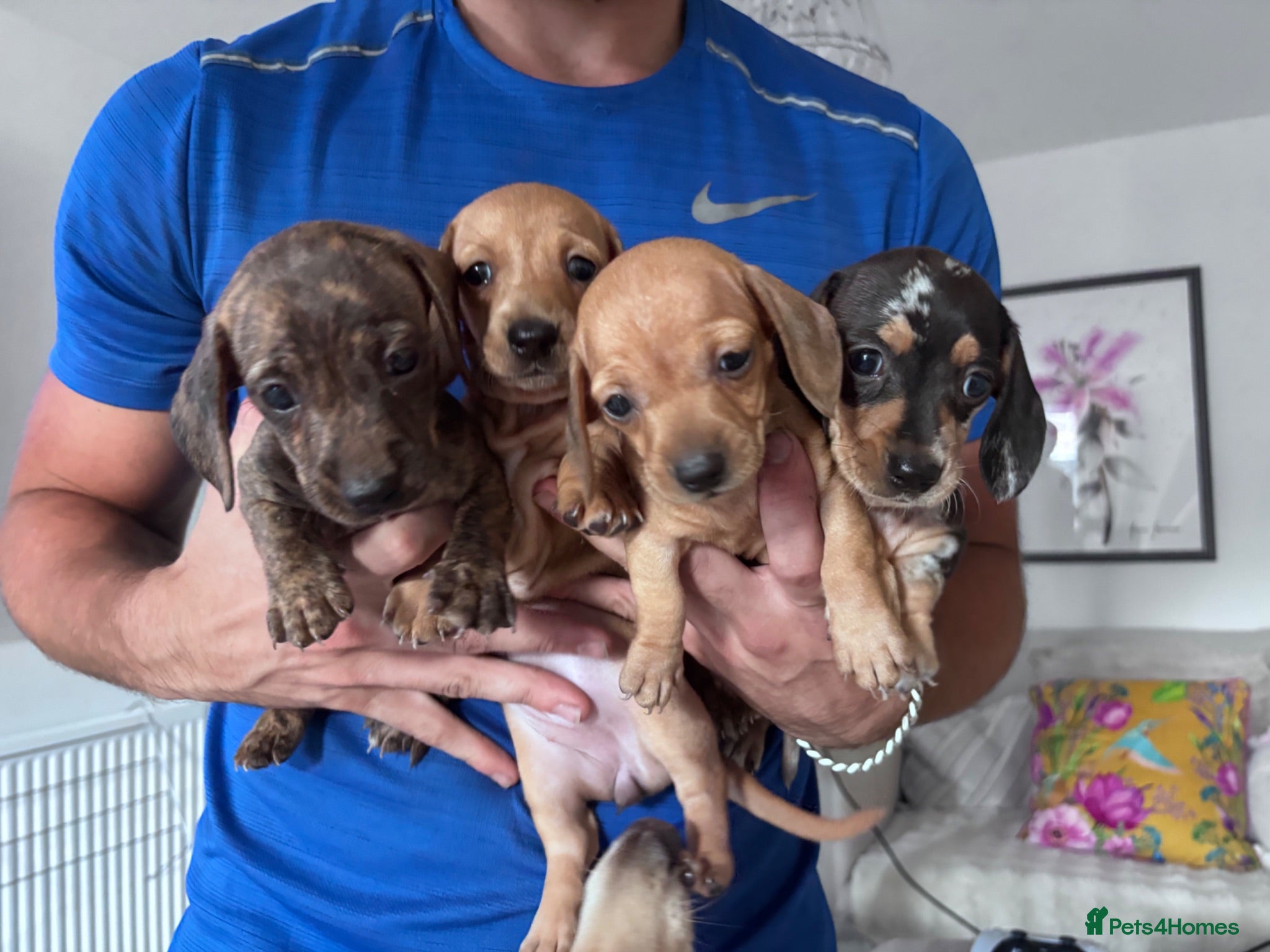 Miniature Dachshund dogs STUNNING MINIATURE DACHSHUNDS FOR SALE😍💕 - Advert 14