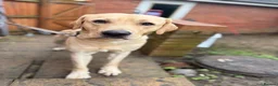 Labrador Retriever dogs for sale: Labrador  - Advert 7