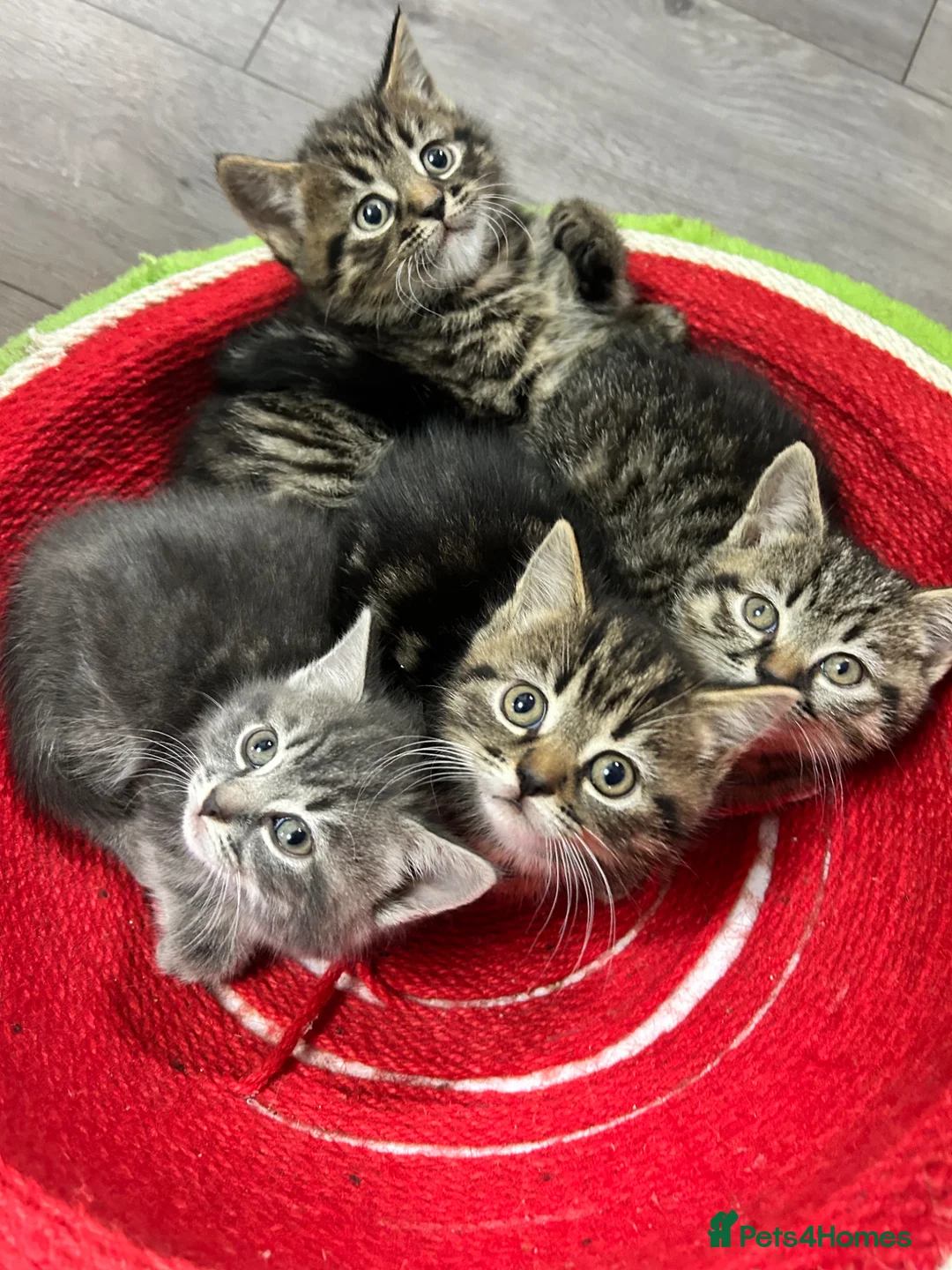 Mixed Breed cats for sale: Adorable kittens  in Barnsley - Advert 9